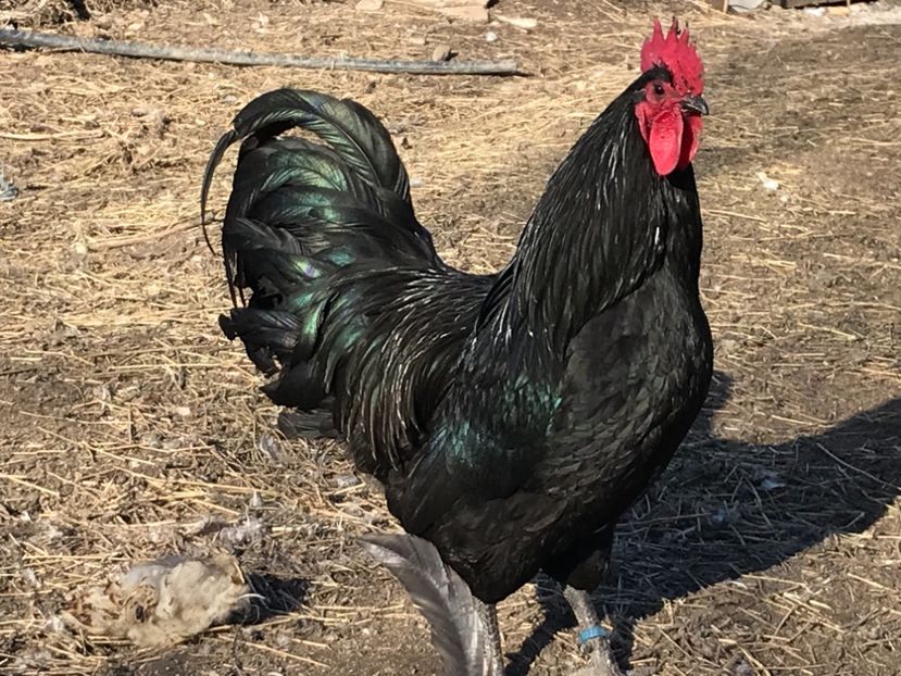 E4459E03-C751-41A0-BE8D-205EA9C1FA26 - Australorp 2019