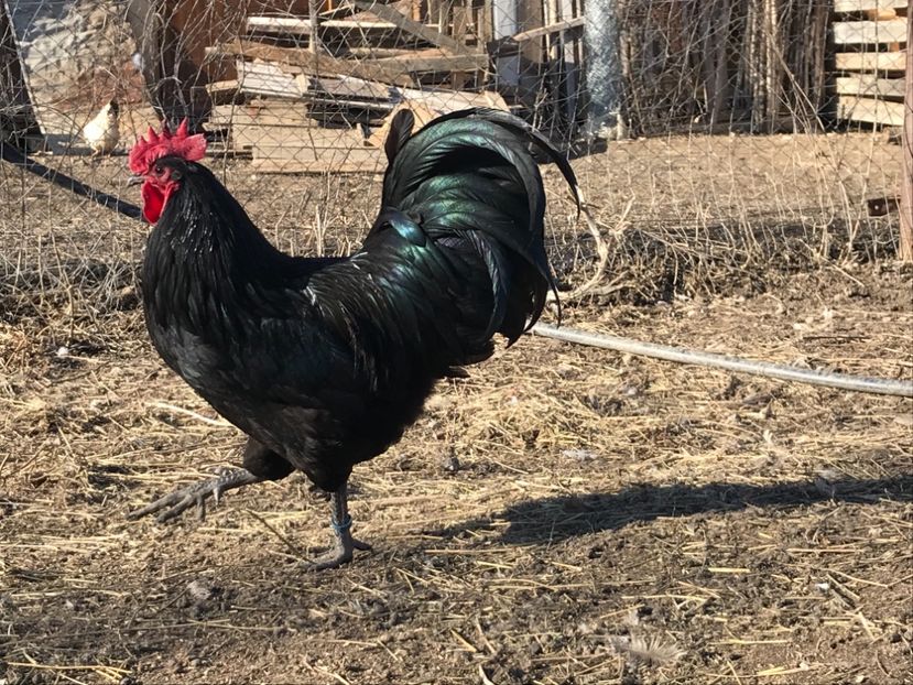 DD734EF0-3A5C-466E-A8E0-7F2A858A6E30 - Australorp 2019