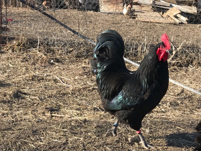 B6BD85A8-916F-466A-AAC4-847220371883 - Australorp 2019