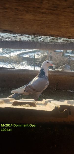 52368380_1038512359692592_130501537611907072_n (1) - D-De Vanzare