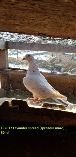 52732950_315889972401785_567139036888563712_n (1) - D-De Vanzare