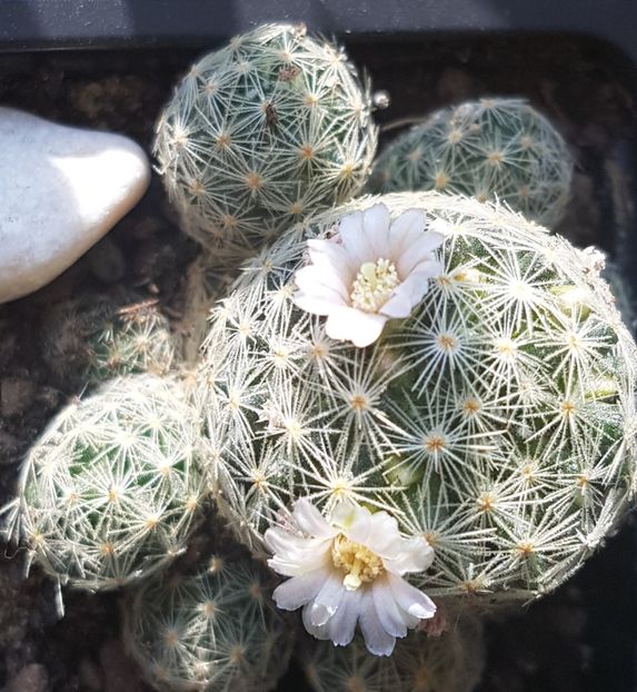  - Cactusi si plante suculente 2017-2018-2019