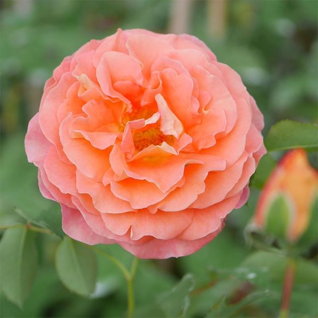 jef-l-artiste (2) - JEFF L ARTISTE