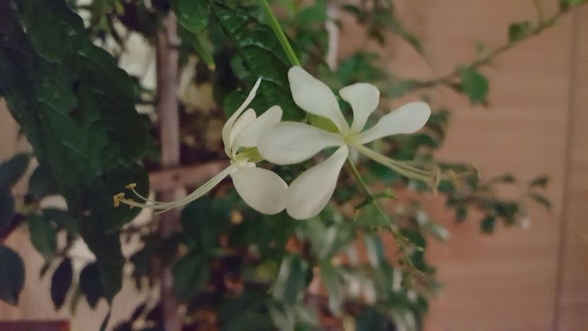  - clerodendronii mei