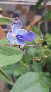  - clerodendronii mei