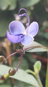  - clerodendronii mei