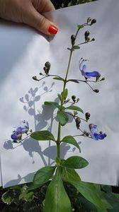  - clerodendronii mei