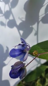  - clerodendronii mei