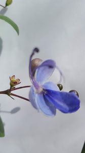  - clerodendronii mei