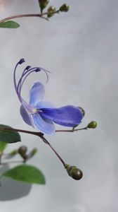  - clerodendronii mei