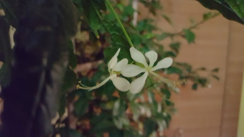  - clerodendronii mei