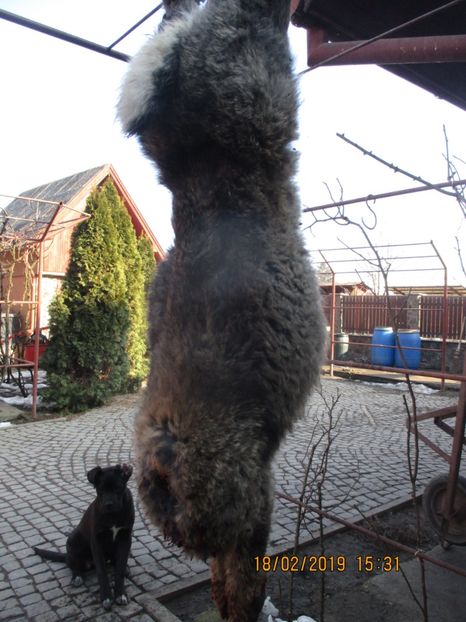 la 3 luni !! - SACRIFICARI