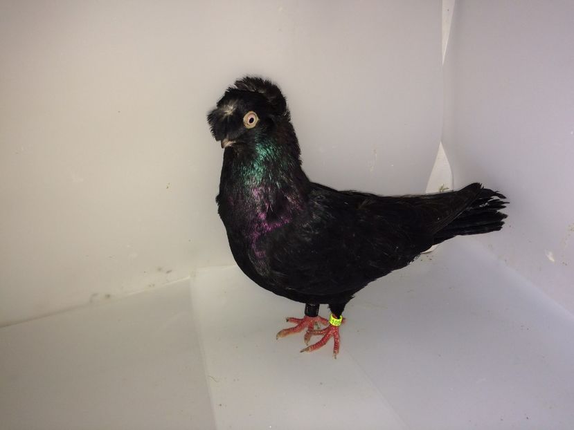 10540  mascul  2018 - Plecați ALBUM 2