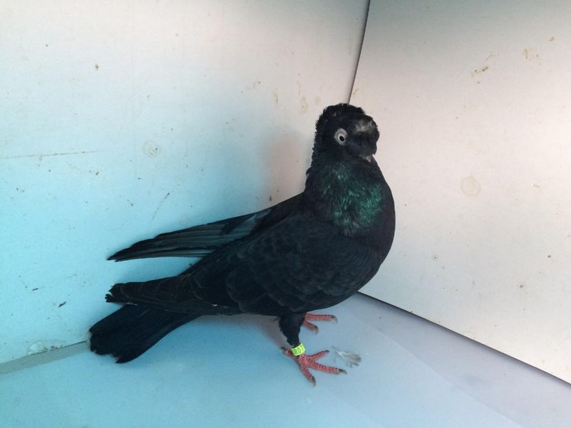 9068  femelă  2017 - Plecați ALBUM 2