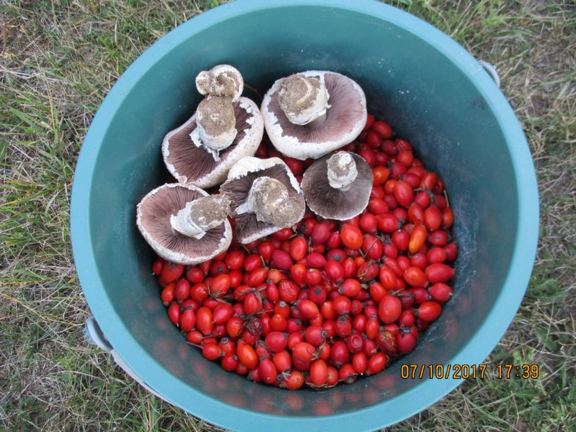 am gasit si ceva ciuperci - Poze noi 2018 Tapul Petre la monta plante medicinale peisaje frumoase