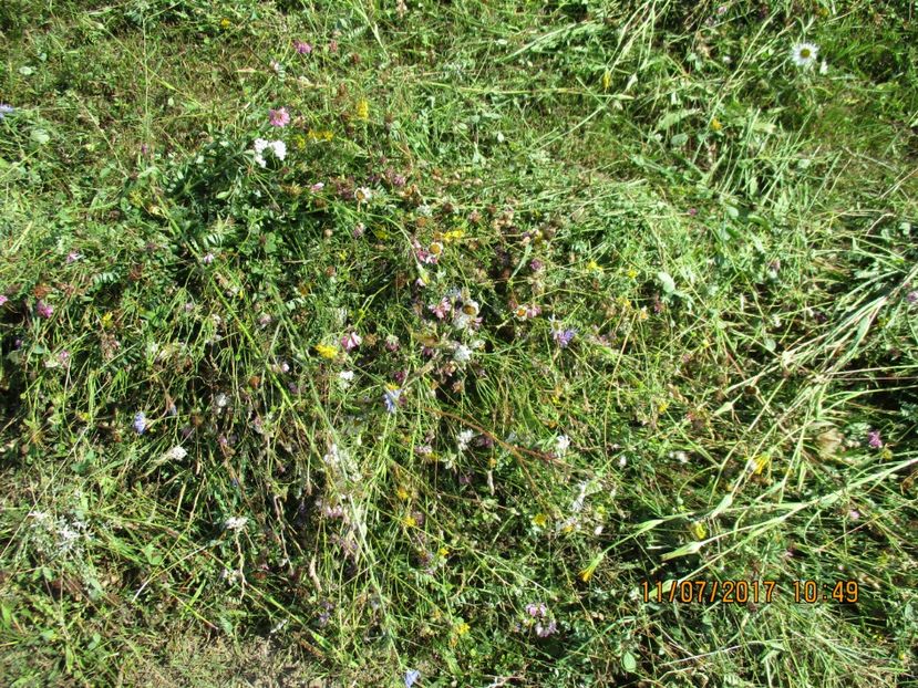 asta fan bun la capre - Poze noi 2018 Tapul Petre la monta plante medicinale peisaje frumoase