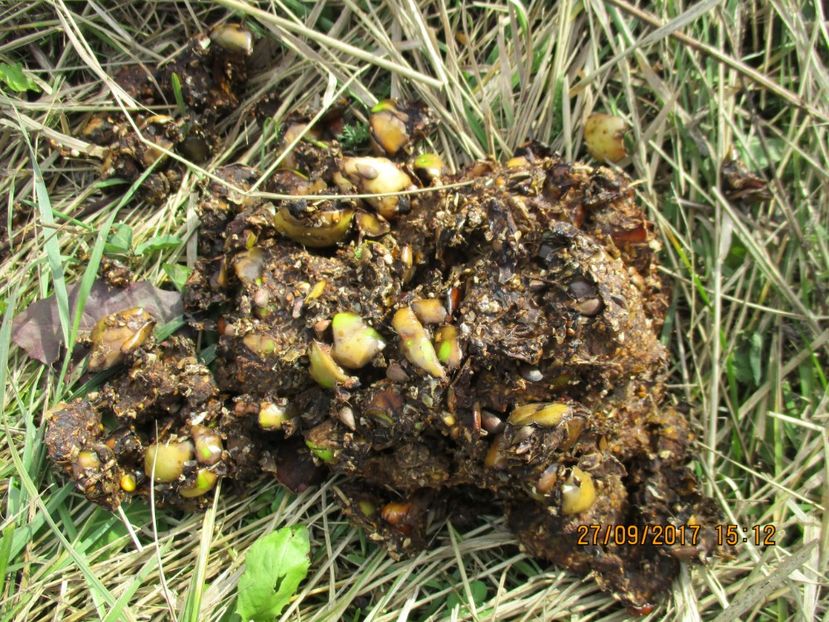 balega de urs in padure - Poze noi 2018 Tapul Petre la monta plante medicinale peisaje frumoase
