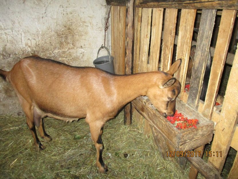 caprioara la scoruse - Poze noi 2018 Tapul Petre la monta plante medicinale peisaje frumoase