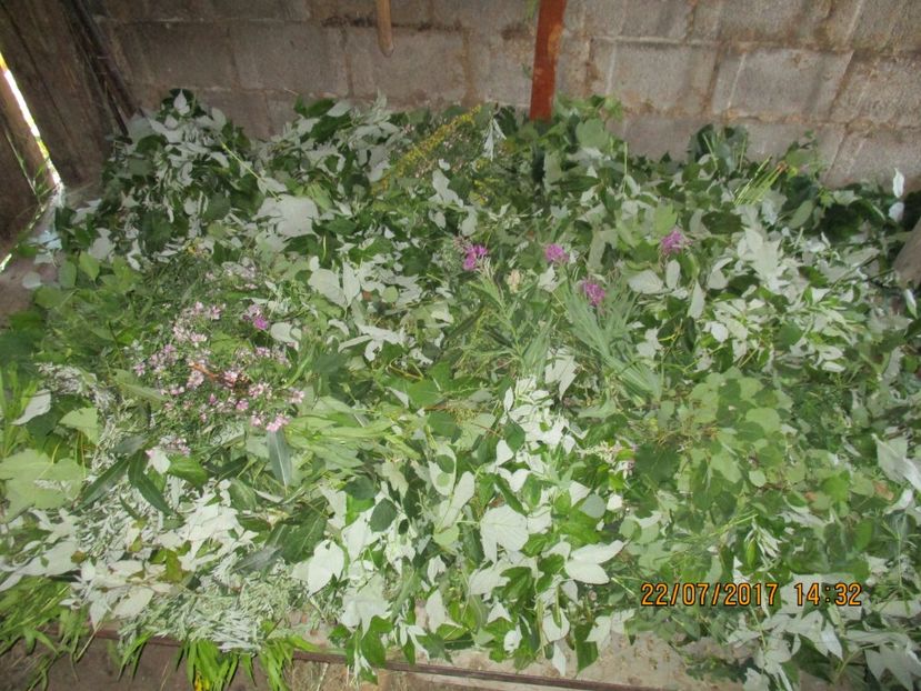 frunzis bun la Alpine,,, - Poze noi 2018 Tapul Petre la monta plante medicinale peisaje frumoase