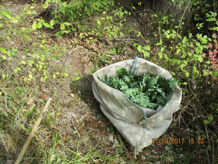 frunzis de stejar , contin mult tanin la capre - Poze noi 2018 Tapul Petre la monta plante medicinale peisaje frumoase