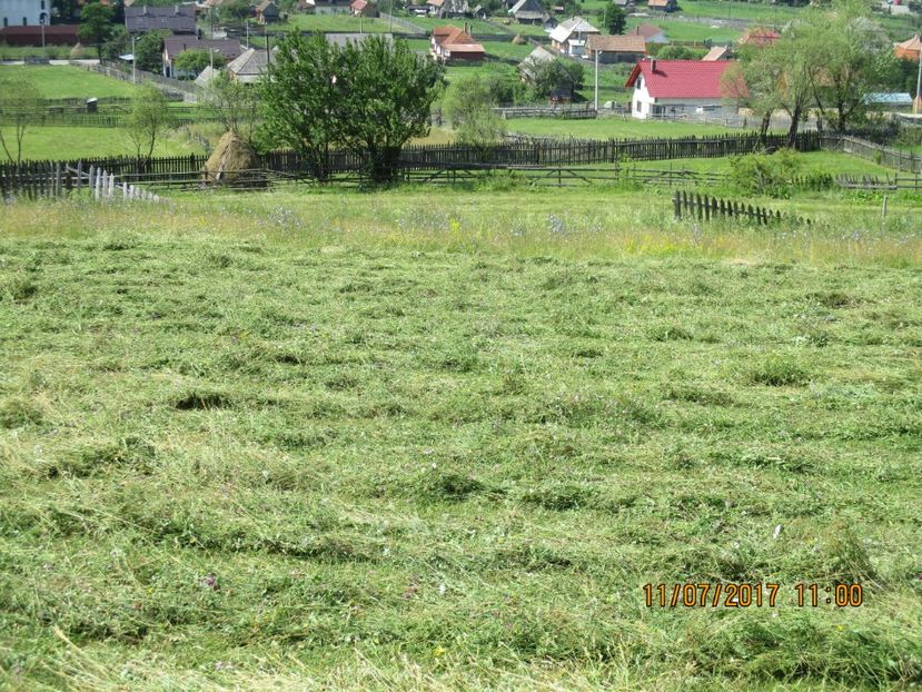 iarba buna de munte grasa buna la capre - Poze noi 2018 Tapul Petre la monta plante medicinale peisaje frumoase