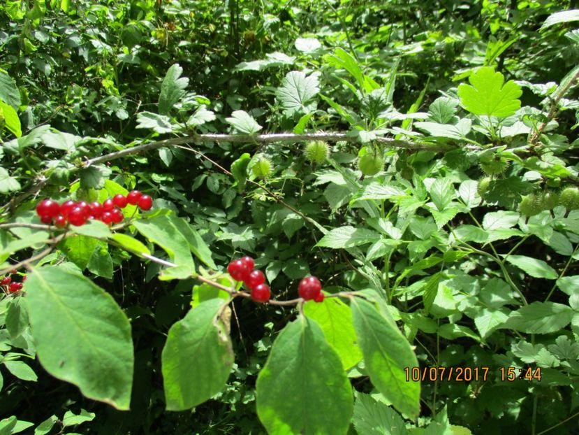  - Poze noi 2018 Tapul Petre la monta plante medicinale peisaje frumoase