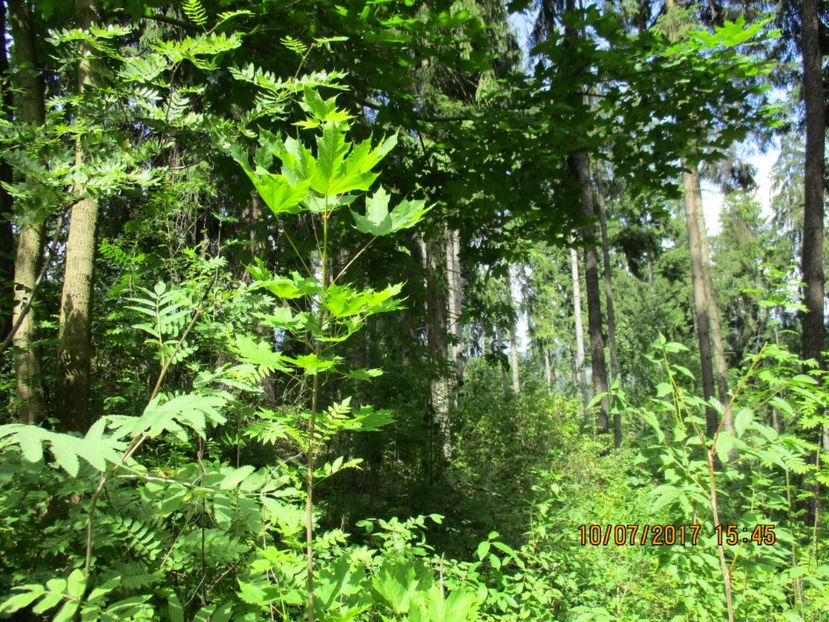  - Poze noi 2018 Tapul Petre la monta plante medicinale peisaje frumoase