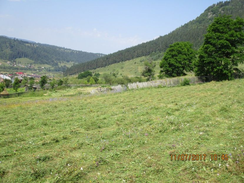  - Poze noi 2018 Tapul Petre la monta plante medicinale peisaje frumoase