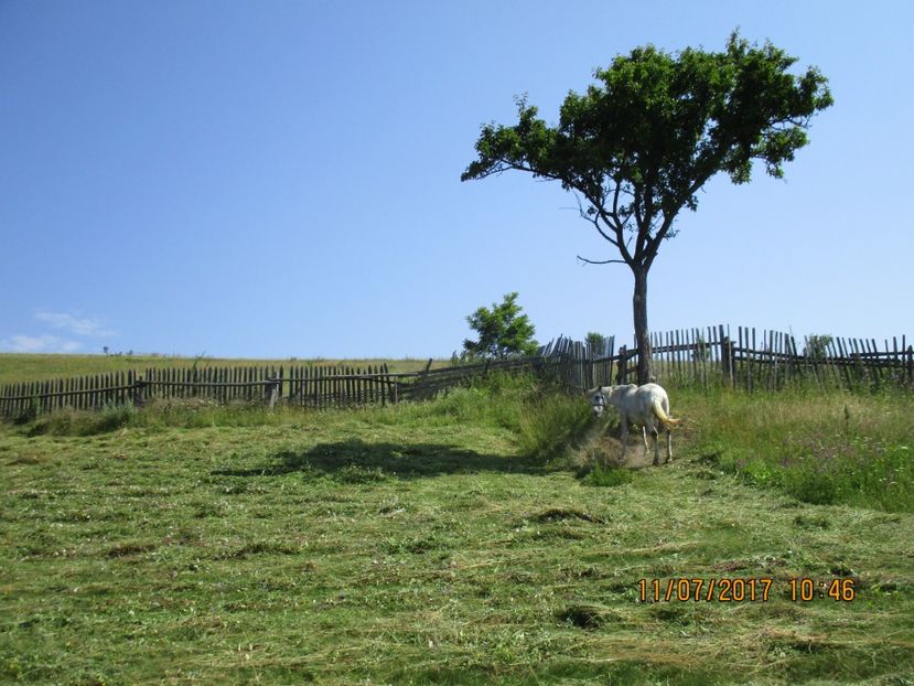  - Poze noi 2018 Tapul Petre la monta plante medicinale peisaje frumoase