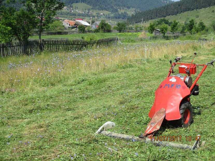  - Poze noi 2018 Tapul Petre la monta plante medicinale peisaje frumoase