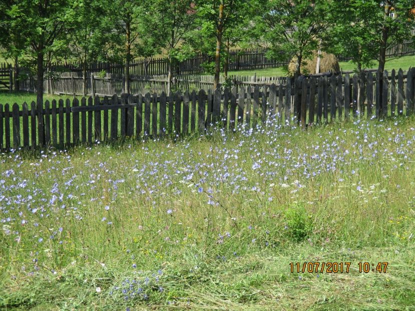  - Poze noi 2018 Tapul Petre la monta plante medicinale peisaje frumoase