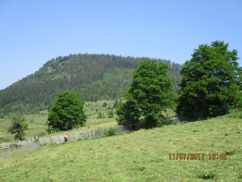  - Poze noi 2018 Tapul Petre la monta plante medicinale peisaje frumoase