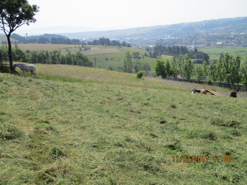  - Poze noi 2018 Tapul Petre la monta plante medicinale peisaje frumoase