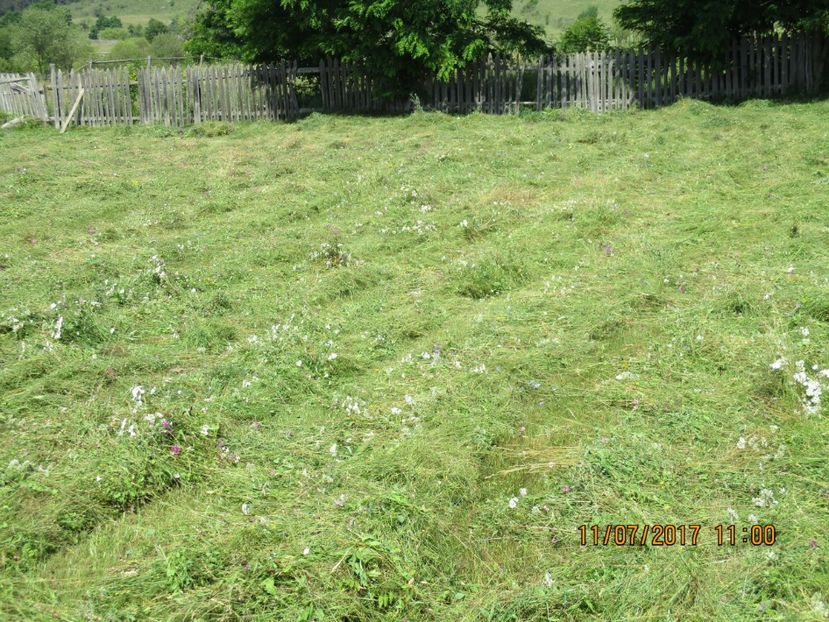  - Poze noi 2018 Tapul Petre la monta plante medicinale peisaje frumoase