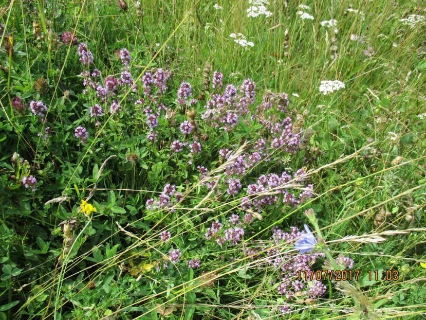  - Poze noi 2018 Tapul Petre la monta plante medicinale peisaje frumoase