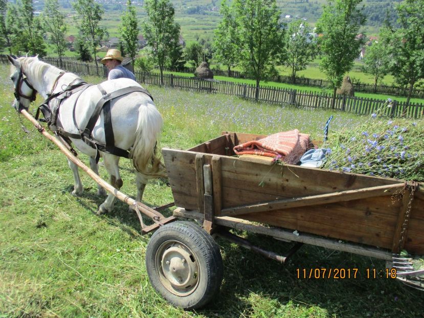  - Poze noi 2018 Tapul Petre la monta plante medicinale peisaje frumoase