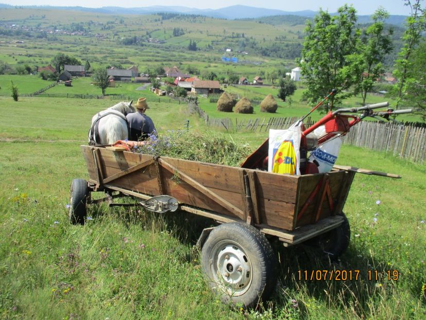  - Poze noi 2018 Tapul Petre la monta plante medicinale peisaje frumoase