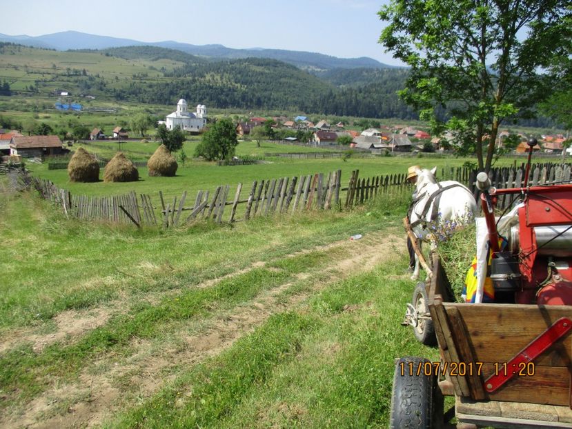  - Poze noi 2018 Tapul Petre la monta plante medicinale peisaje frumoase