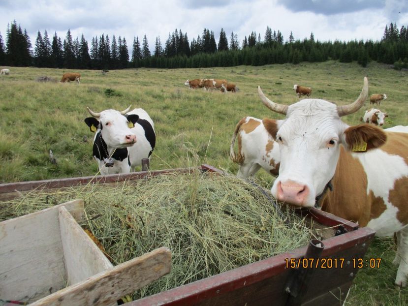  - Poze noi 2018 Tapul Petre la monta plante medicinale peisaje frumoase