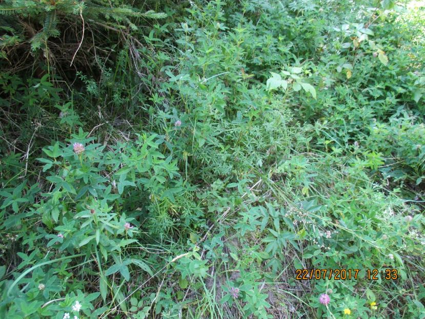  - Poze noi 2018 Tapul Petre la monta plante medicinale peisaje frumoase