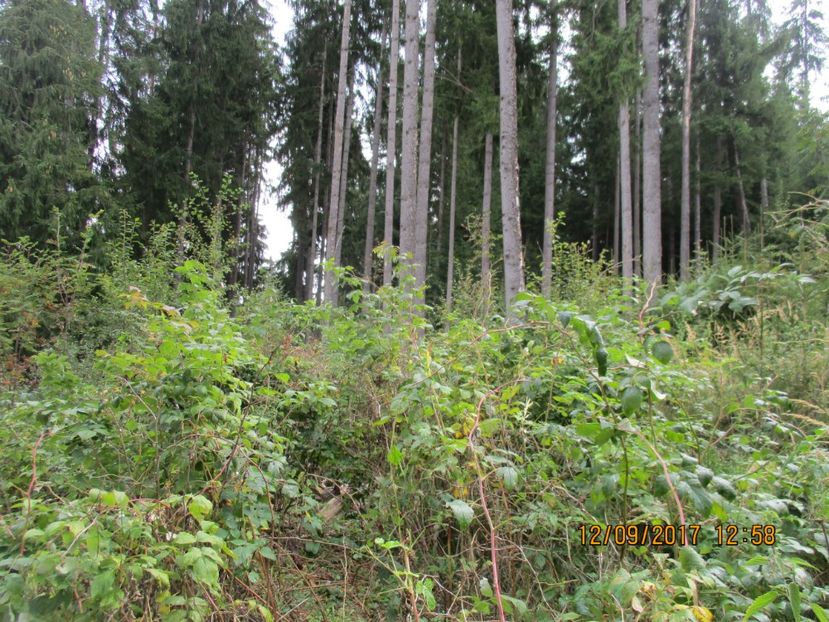  - Poze noi 2018 Tapul Petre la monta plante medicinale peisaje frumoase