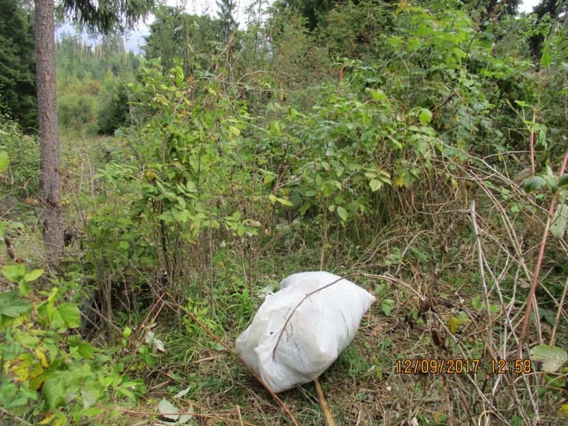  - Poze noi 2018 Tapul Petre la monta plante medicinale peisaje frumoase