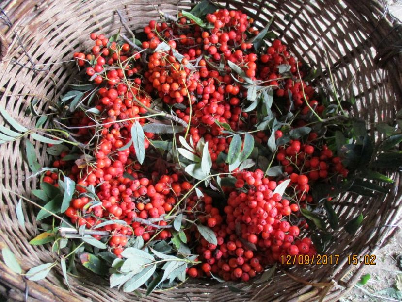  - Poze noi 2018 Tapul Petre la monta plante medicinale peisaje frumoase
