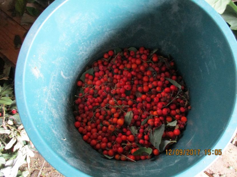  - Poze noi 2018 Tapul Petre la monta plante medicinale peisaje frumoase