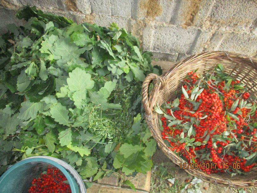  - Poze noi 2018 Tapul Petre la monta plante medicinale peisaje frumoase