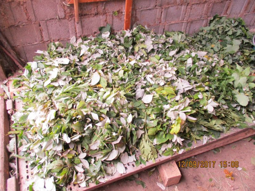  - Poze noi 2018 Tapul Petre la monta plante medicinale peisaje frumoase