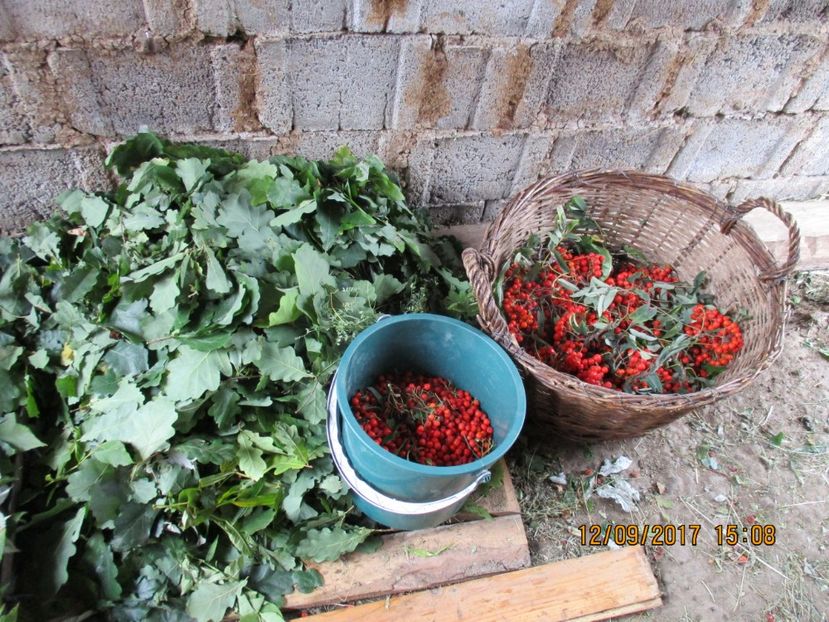 - Poze noi 2018 Tapul Petre la monta plante medicinale peisaje frumoase