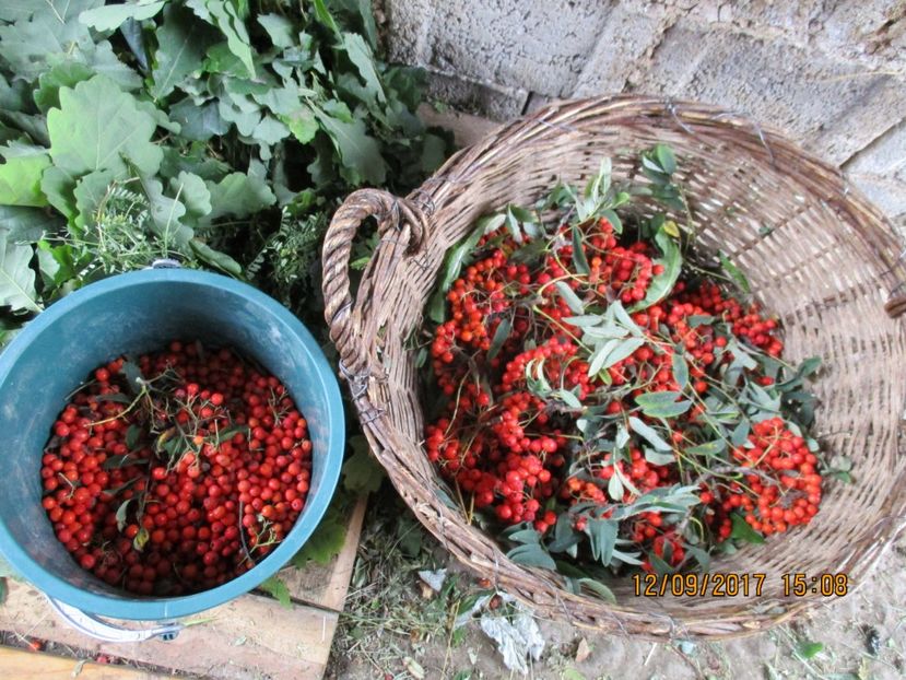  - Poze noi 2018 Tapul Petre la monta plante medicinale peisaje frumoase