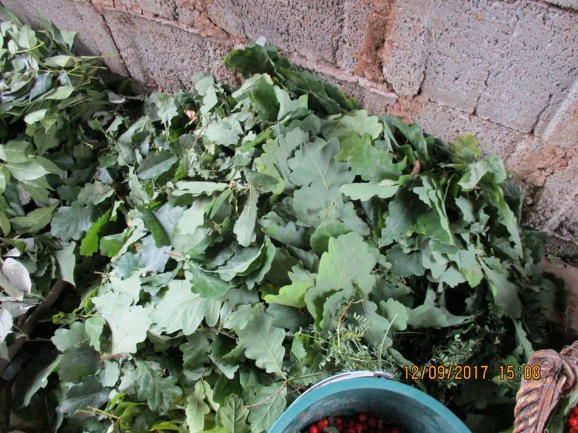  - Poze noi 2018 Tapul Petre la monta plante medicinale peisaje frumoase