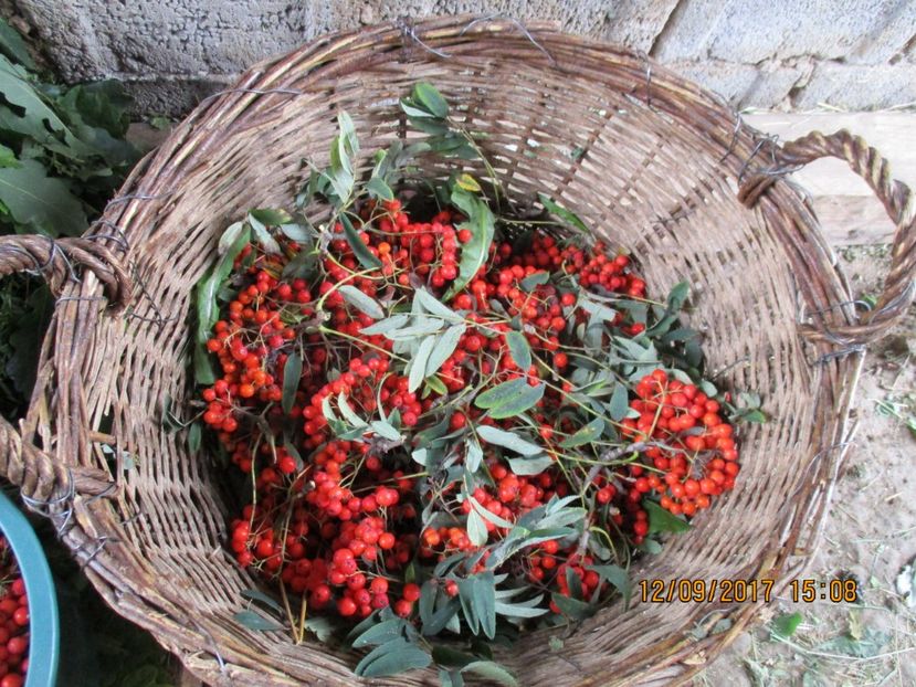  - Poze noi 2018 Tapul Petre la monta plante medicinale peisaje frumoase